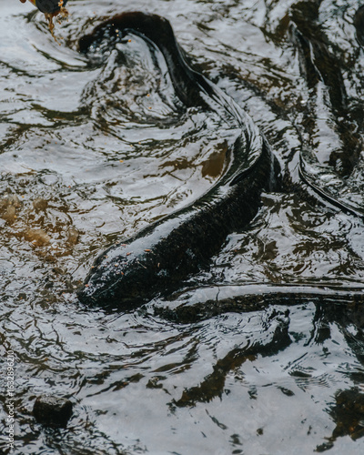 Freshwater eels swimming in shallow, murky water on Moorea Island, French Polynesia.
