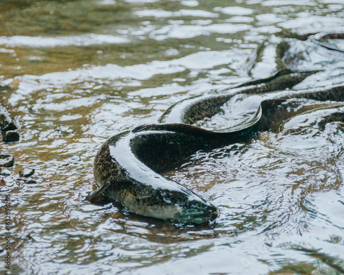 Freshwater eels swimming in shallow, murky water on Moorea Island, French Polynesia.