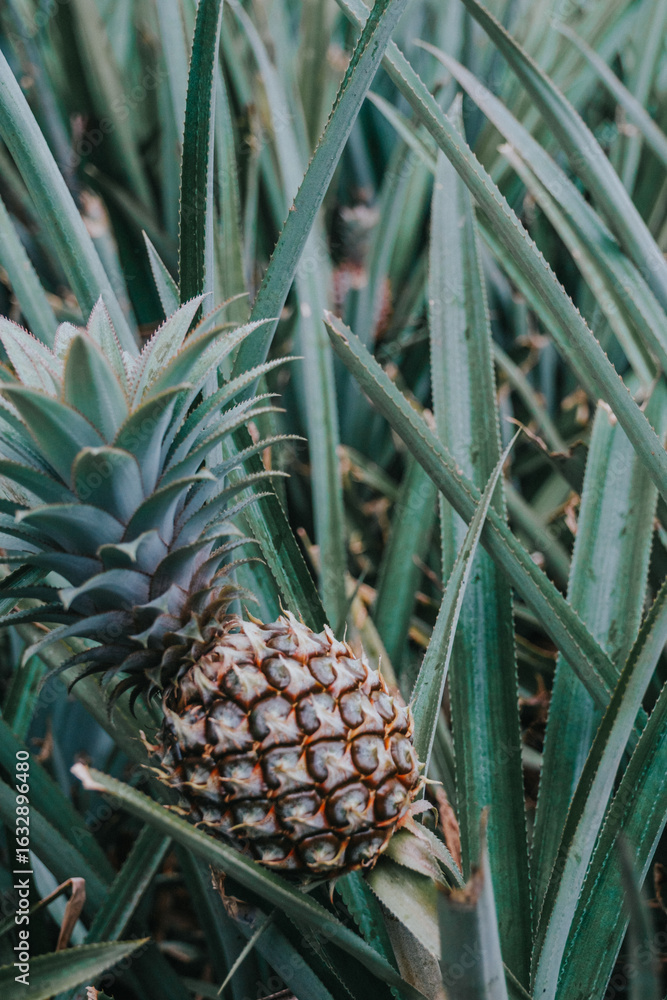 Obraz premium Close-up of a ripe pineapple growing on Pineapple Road, Moorea Island.