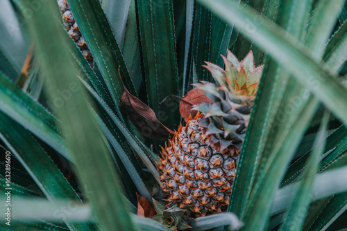 Close-up of ripe pineapple growing in Moorea’s Pineapple Road, Tahiti