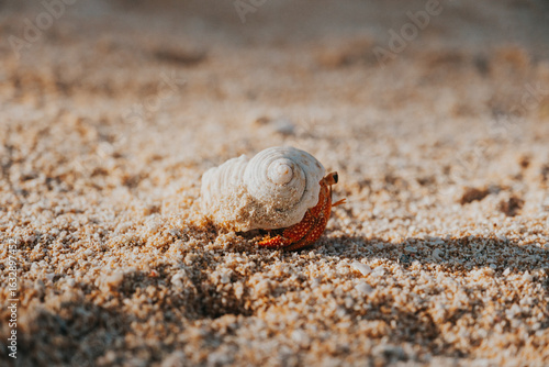 Close-up of a hermit crab in shell on sandy beach, Tikehau Island, Polynesia