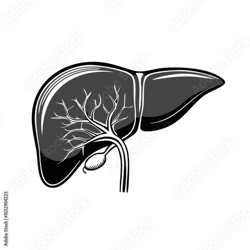 Illustration of Human Liver and Gallbladder with Vascular System