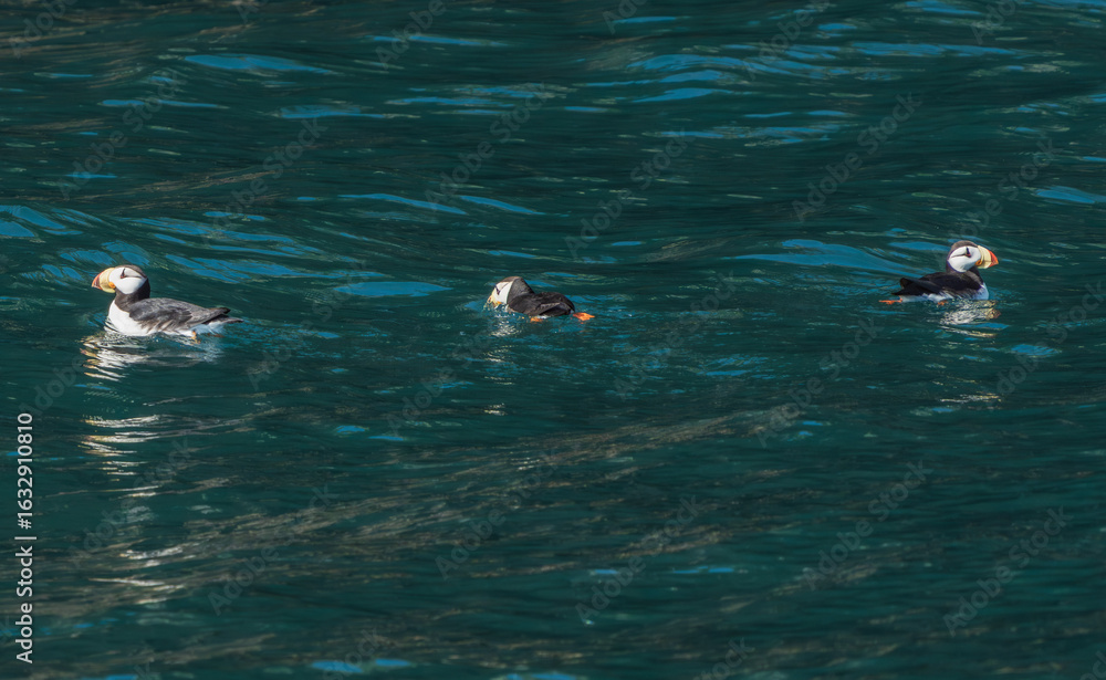 Obraz premium Horned Puffin