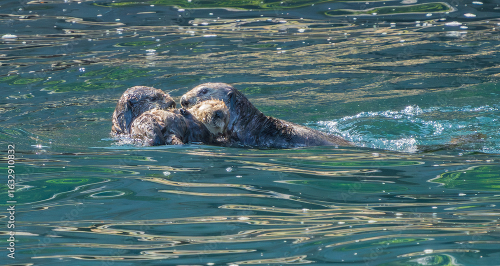 Fototapeta premium Alaska Sea Otter