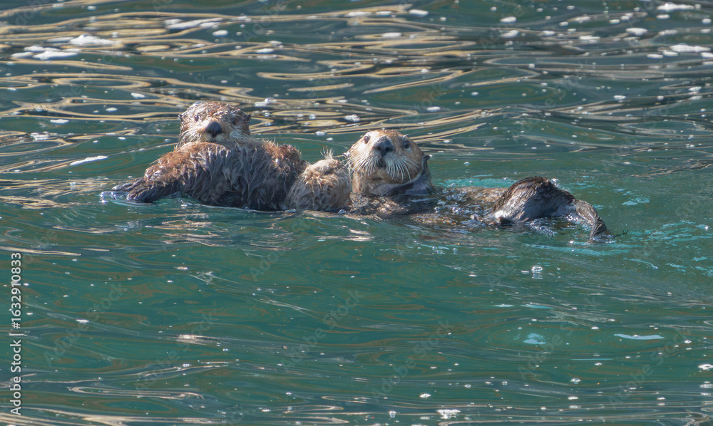 Fototapeta premium Alaska Sea Otter