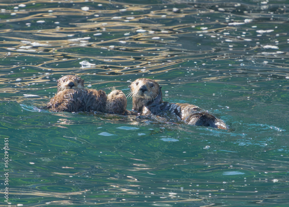 Obraz premium Alaska Sea Otter