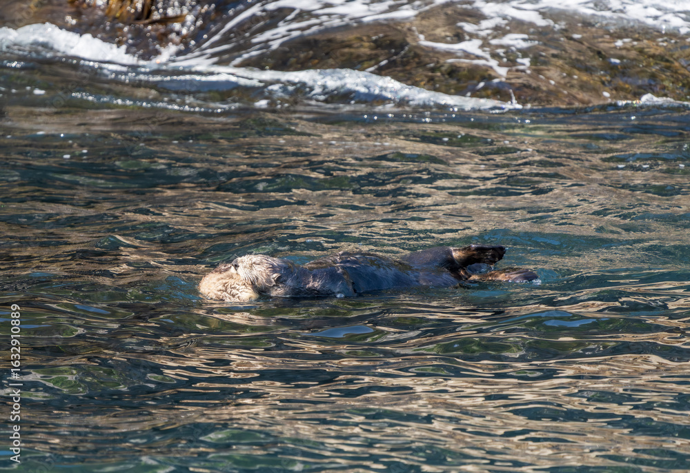 Fototapeta premium Alaska Sea Otter