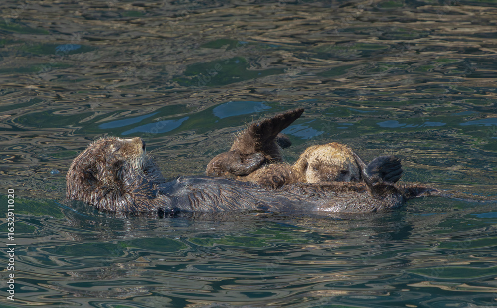 Fototapeta premium Alaska Sea Otter