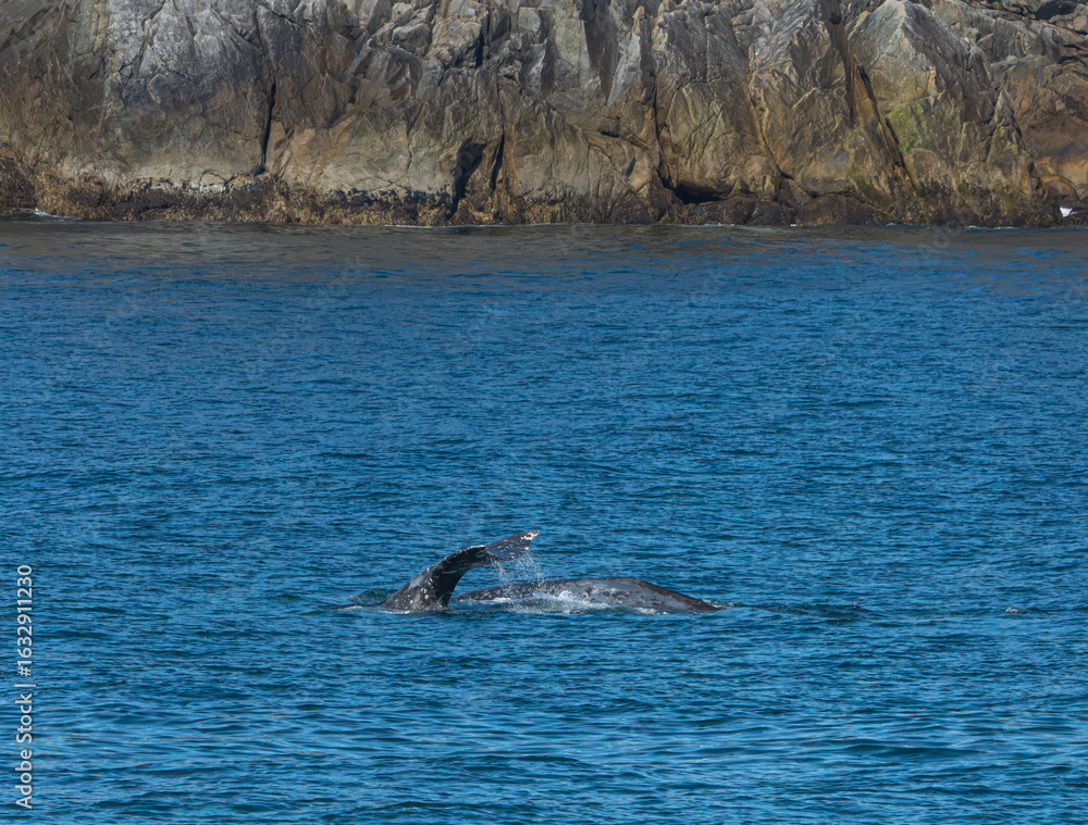 Fototapeta premium Kenai Fjord Whales
