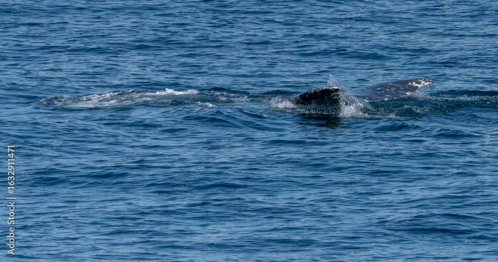 Obraz premium Kenai Fjord Whales