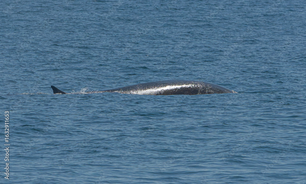Obraz premium Kenai Fjord Whales