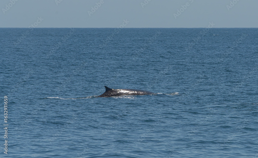 Obraz premium Kenai Fjord Whales