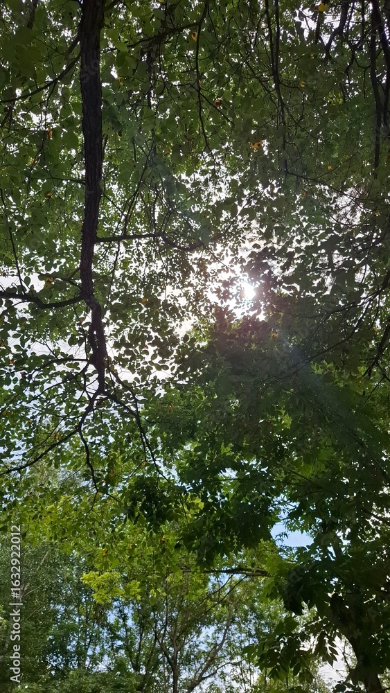 Fototapeta premium majestic, beautiful trees with green crowns, a view from below, against a blue sky with light white clouds, summer