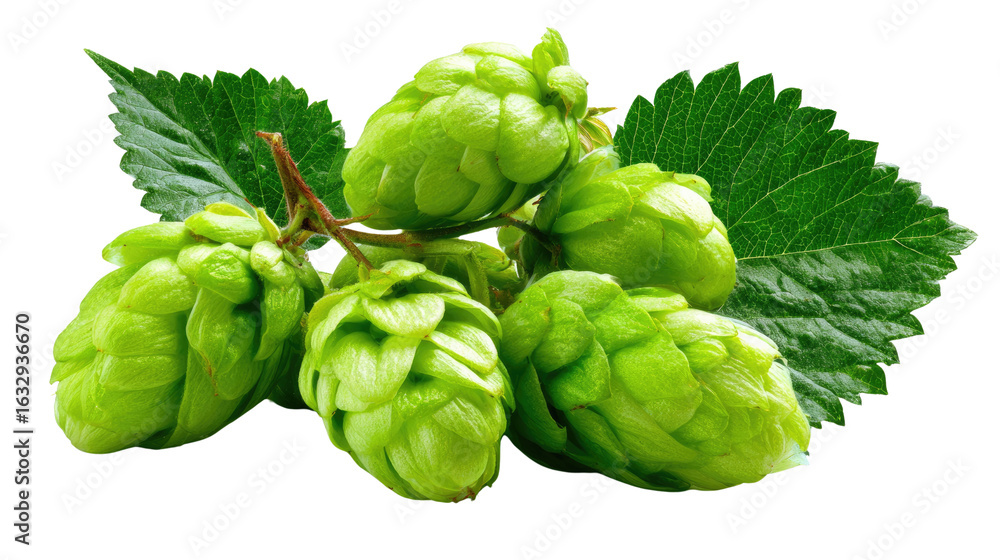 Obraz premium Hop Blossoms' Close-up: A collection of vibrant, verdant hop blossoms, showcasing the intricate textures and beauty of this essential ingredient for brewing beer.