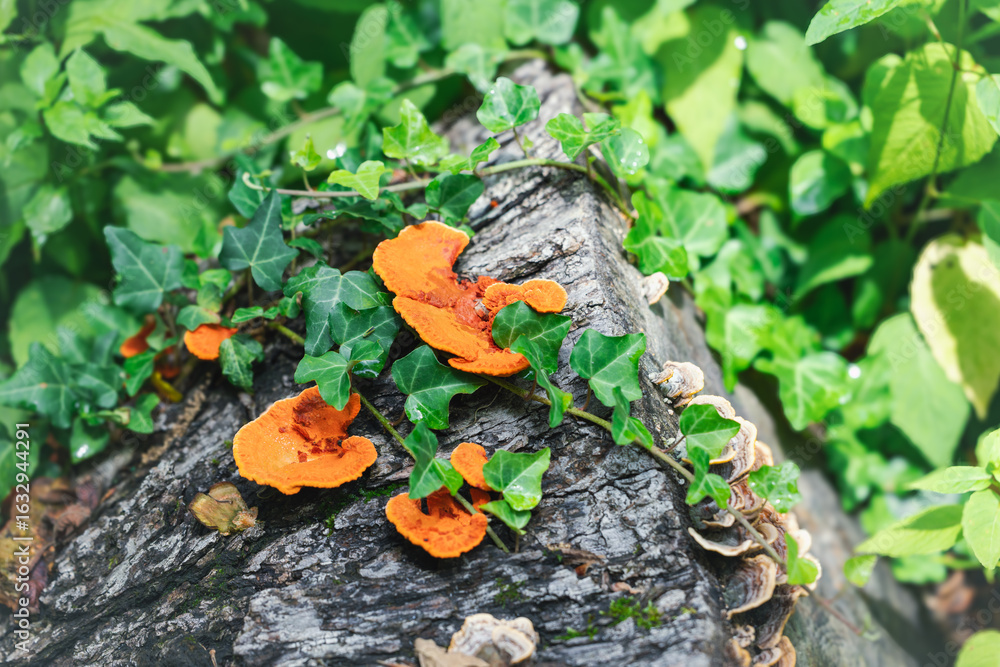 Fototapeta premium Close-up of vibrant orange shelf fungi growing on a dark tree stump, intertwined with green ivy vines and surrounded by lush green foliage