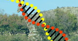 Standing solitary giraffe surveying savanna landscape, with DNA double helix graphic, copy space