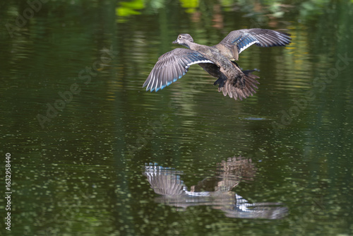 Papier peint Female juvenile wood duck in flight over a pond.