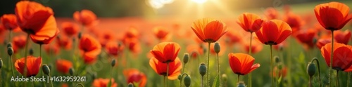 Intricate poppy blooms, abundant petals, ground-level perspective , field, plant, bloom