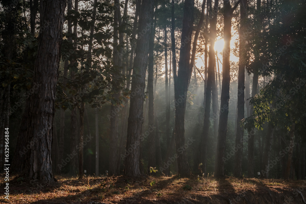 Obraz premium evening golden sun rays shining behind many brown tree trunks in wood
