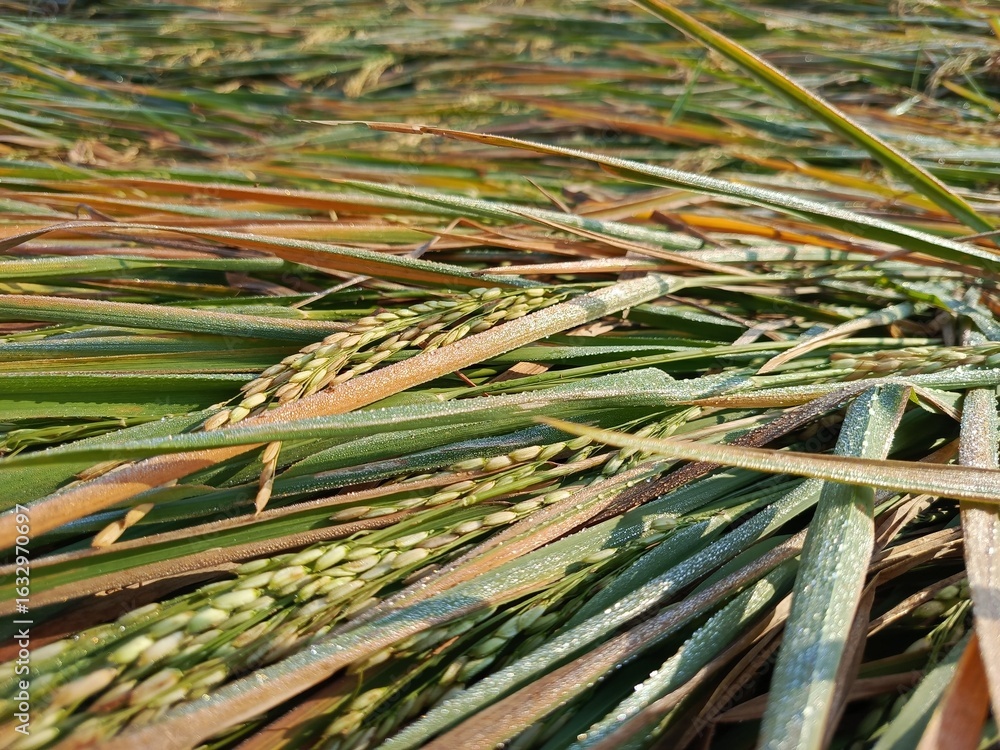 Obraz premium Golden rice field ready for harvest, bent by the afternoon breeze, glistening with dew.