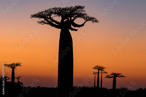 Wallpaper Mural Baobab Tree at the Avenue of the Baobabs Madagascar Torontodigital.ca