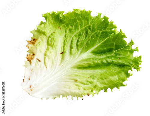 Close-up of a single, slightly damaged lettuce leaf isolated on transparent background.