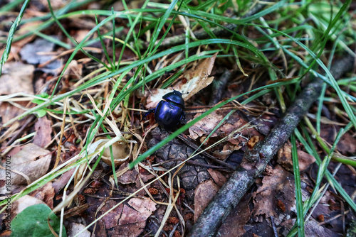 Photos A dark blue dung beetle, rests on a patch of green grass and fallen leaves, a close-up of an interesting insect