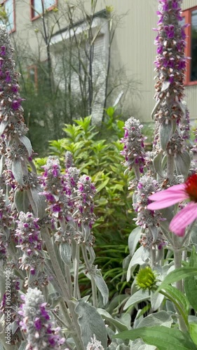 Slider shot from purple lamb's-ear to pink echinacea