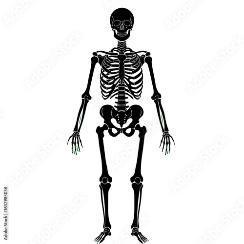A full black human skeleton standing upright with highlighted green fingertips.