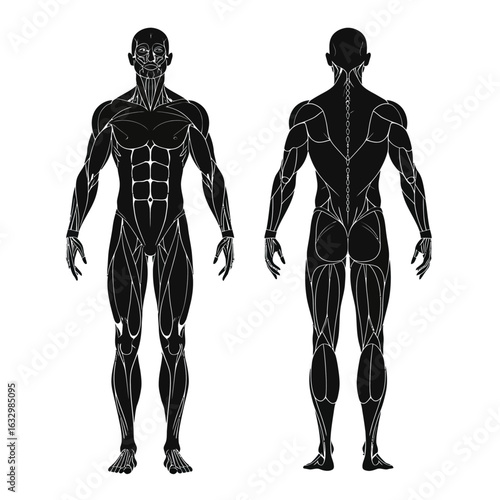 Detailed anatomical illustration of the human male muscular system from front and back views.