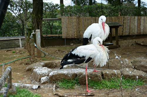 シュバシコウ（コウノトリの仲間）