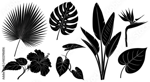 Black tropical leaf silhouettes against a white background showcase exotic flora.