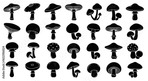 Assorted Mushroom Illustrations, a Black and White Fungal Collection
