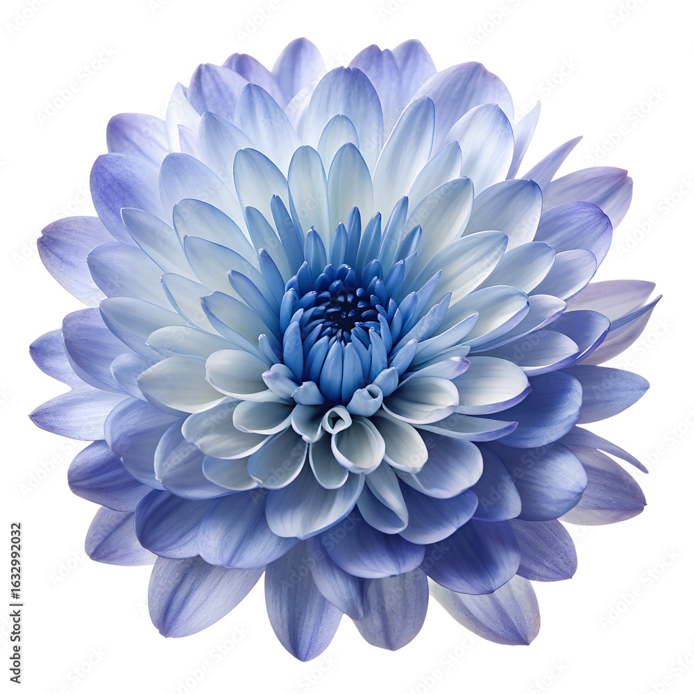 Fototapeta premium Delicate blue and white chrysanthemum flower isolated on transparent background