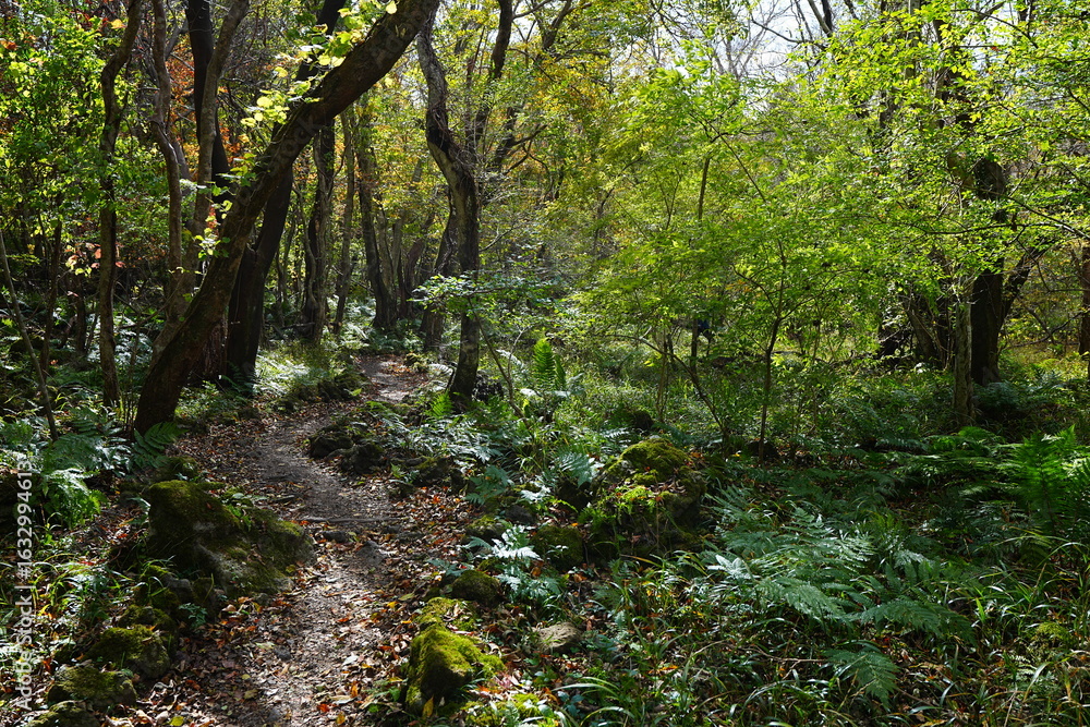 Fototapeta premium refreshing autumn forest and fine path