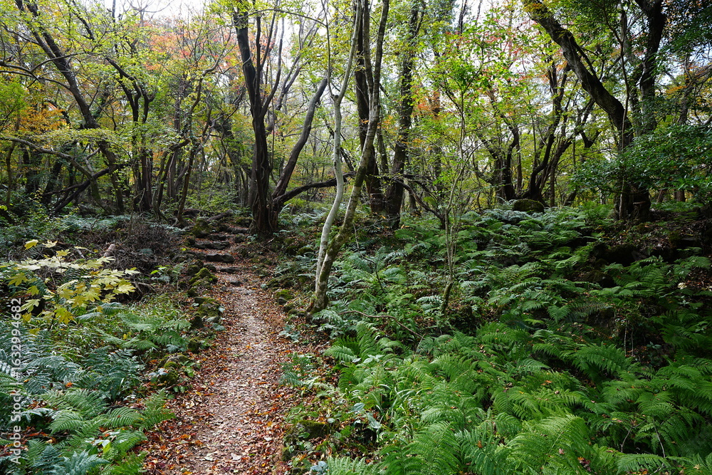 Fototapeta premium refreshing autumn forest and fine path
