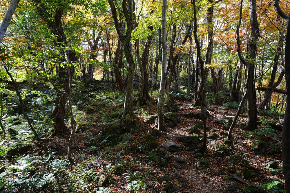 Obraz premium autumn path with autumnal tints