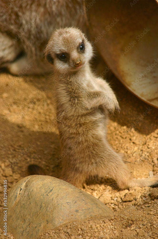 Fototapeta premium Standing Meerkat Alert in Habitat
