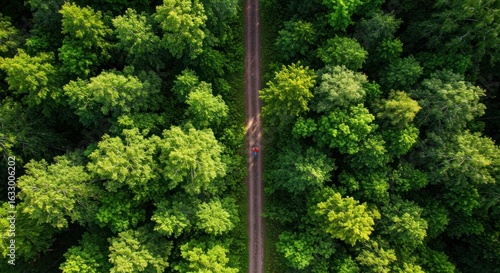 Forest Path Aerial View