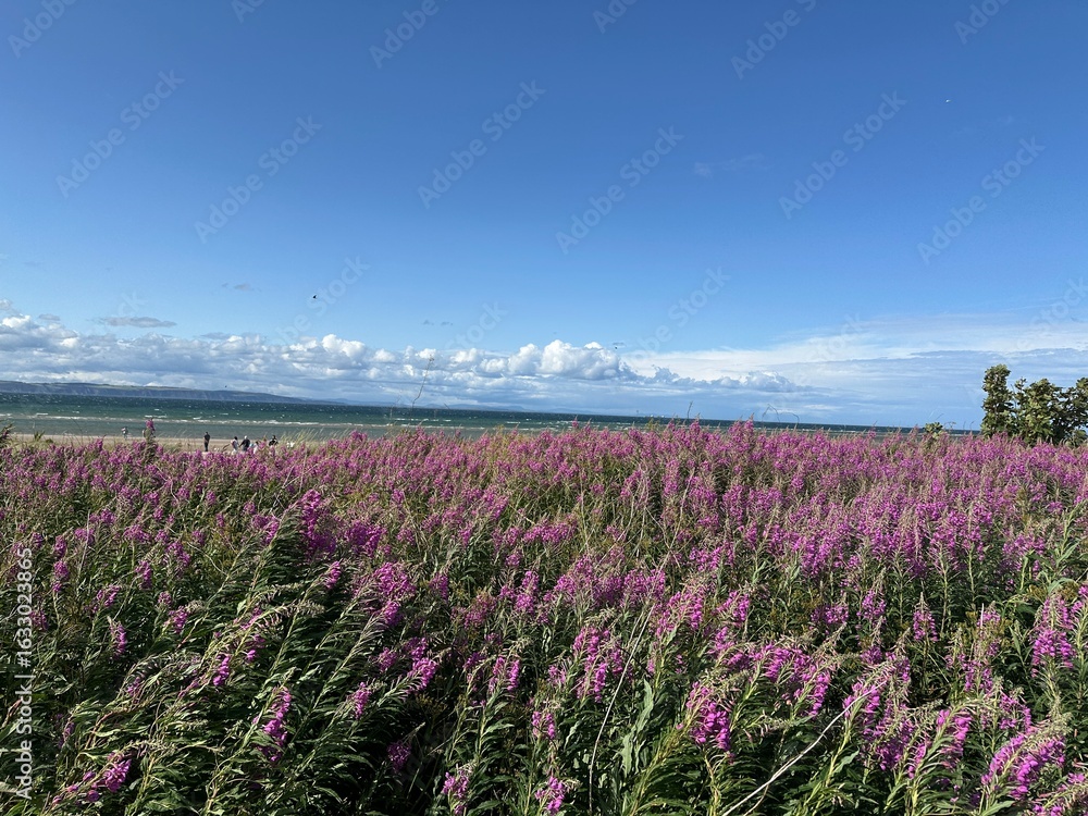 Obraz premium field of purple flowers under a blue sky at the beach in Scotland
