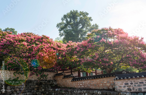 Wallpaper Mural 전통 한국의 한옥(사당)에 핀 여름꽃 배롱나무꽃 Torontodigital.ca