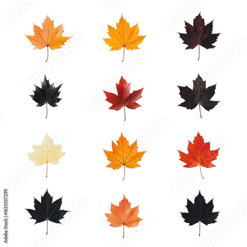 Collection of autumn maple leaves in various warm colors isolated on transparent background