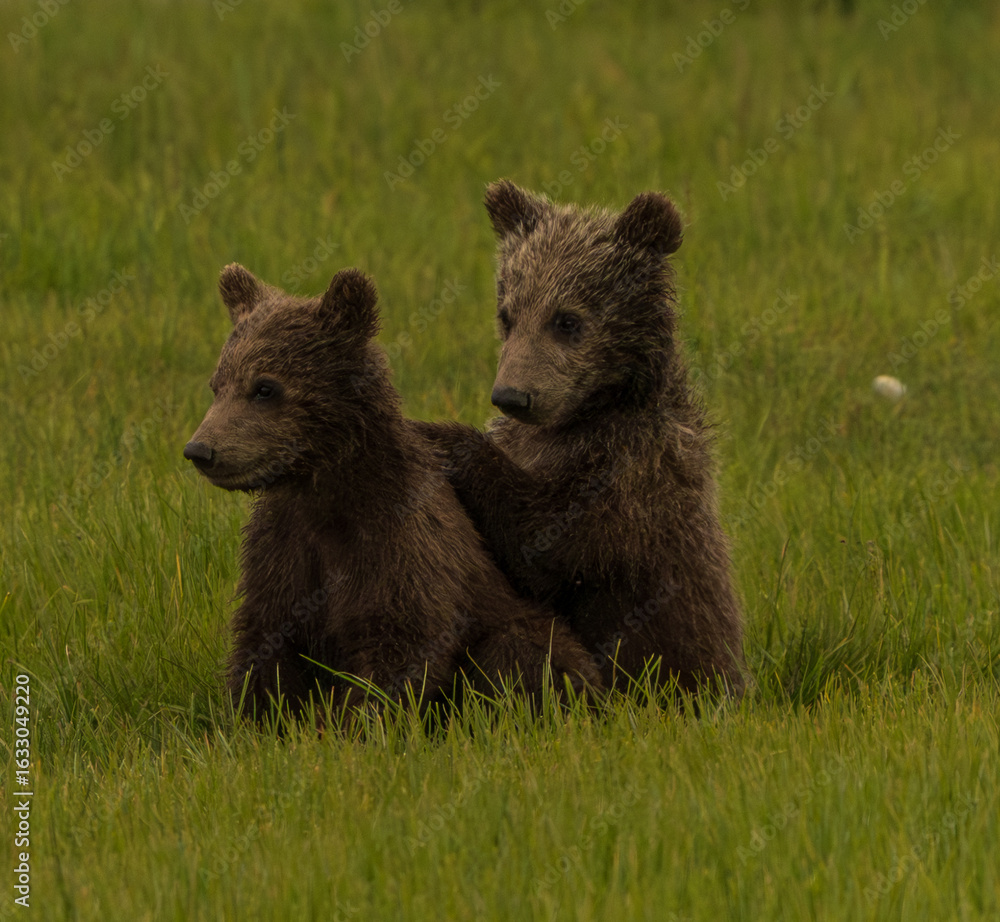 Fototapeta premium Brown Bear in Sedge Grass