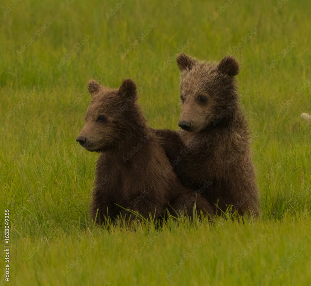 Fototapeta premium Brown Bear in Sedge Grass