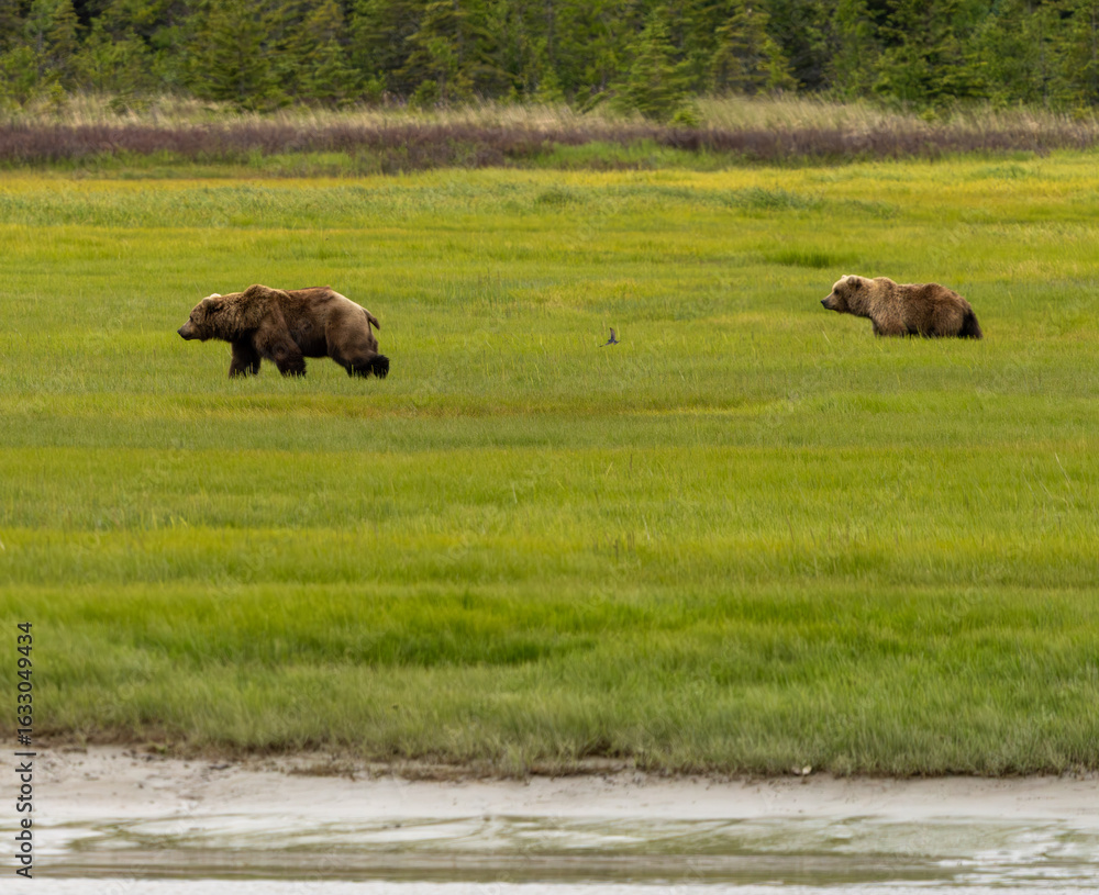 Fototapeta premium Brown Bear in Sedge Grass
