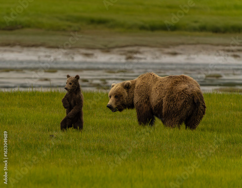 Brown Bear in Sedge Grass