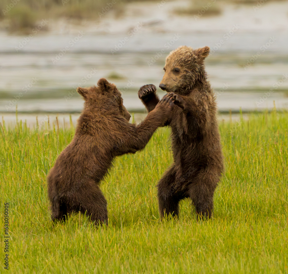 Obraz premium Brown Bear in Sedge Grass