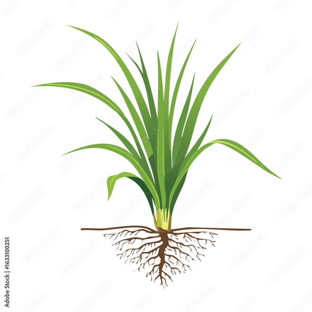 Fototapeta premium A single plant with roots in soil
