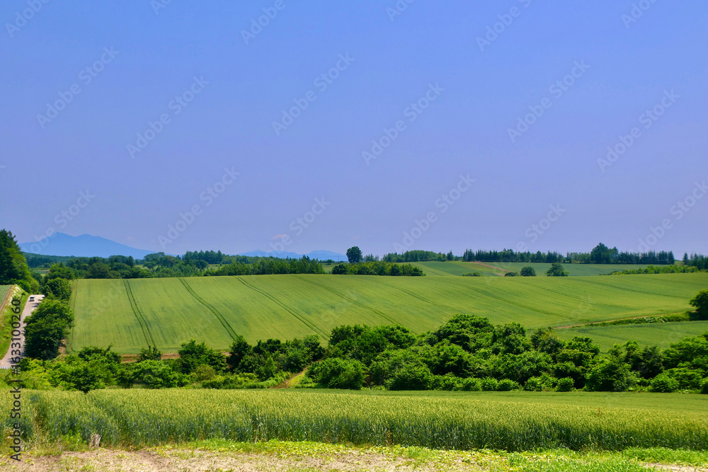 Obraz premium オーヴェールの丘（北海道・大空町）