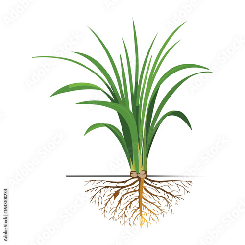 Layered soil with fresh plant and roots